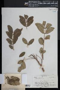 Rhus taitensis image