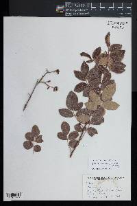 Rhus virens image