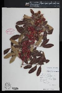 Schinus terebinthifolia image