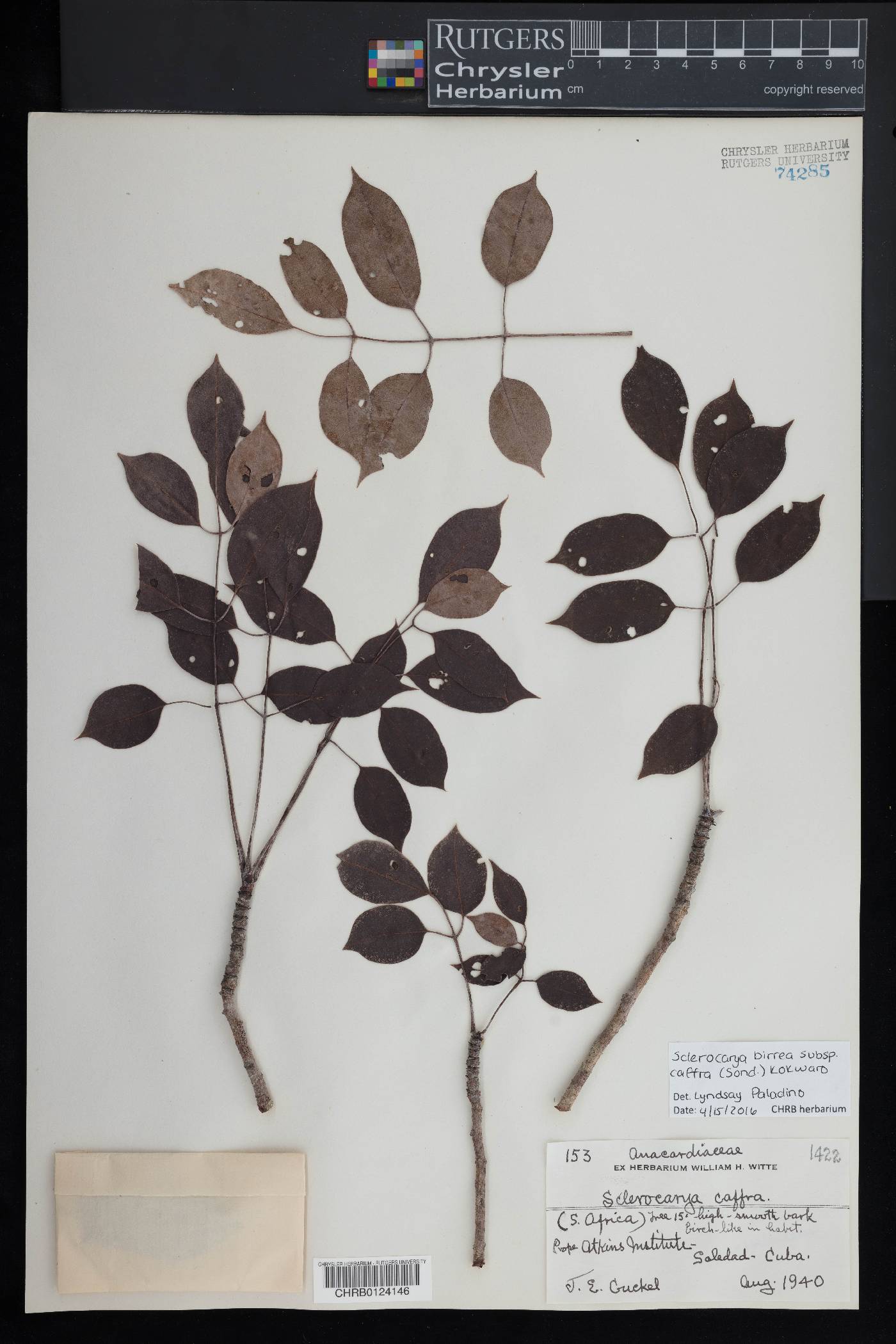 Sclerocarya birrea image