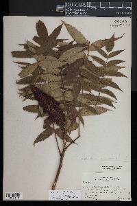 Rhus typhina image