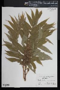 Rhus typhina image