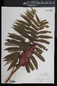 Rhus typhina image