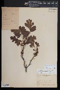 Toxicodendron pubescens image