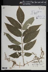 Toxicodendron sylvestre image