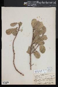 Melicope oahuensis image