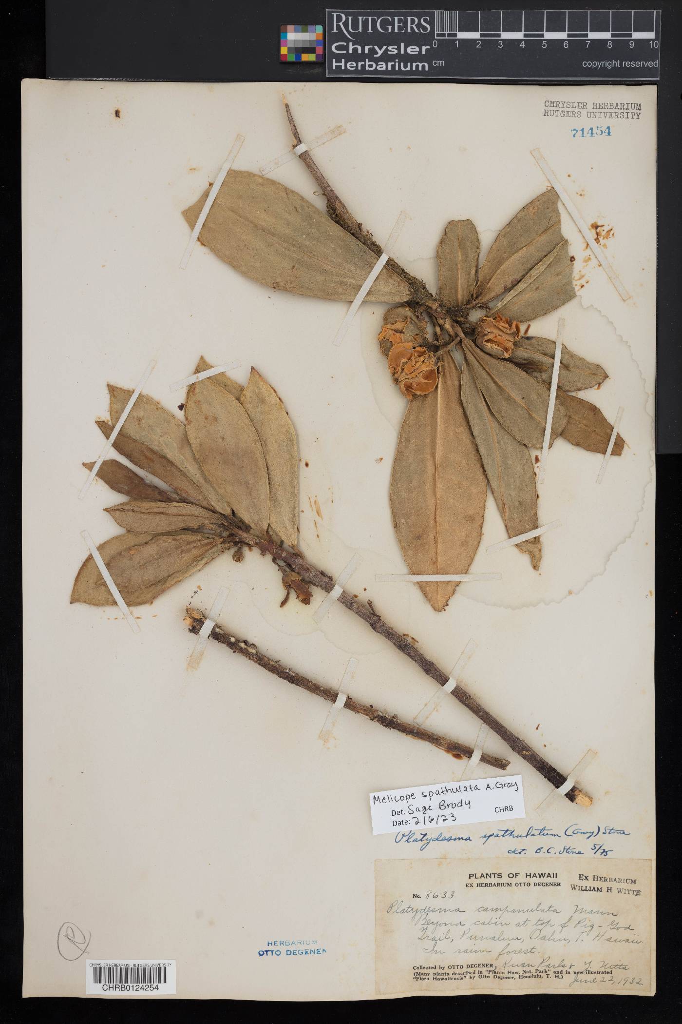 Melicope spathulata image