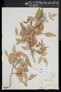 Ptelea trifoliata subsp. trifoliata image