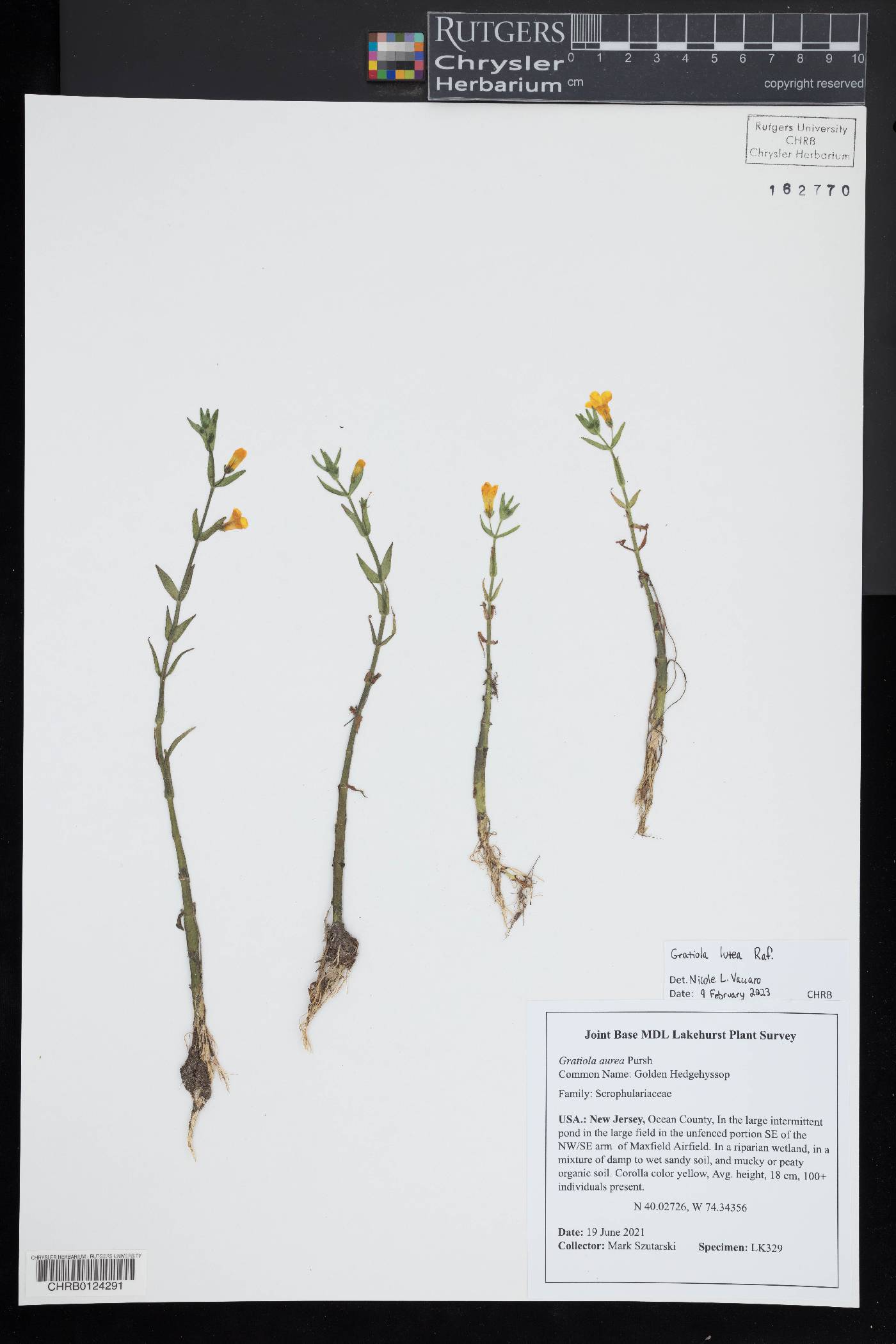 Gratiola lutea image