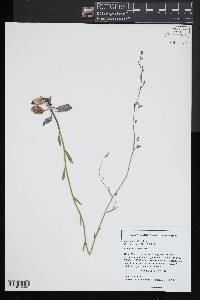 Lobelia nuttallii image