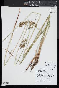 Juncus pylaei image