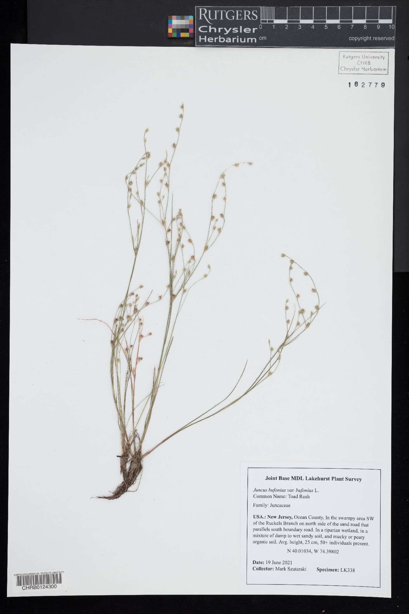 Juncus bufonius subsp. bufonius image