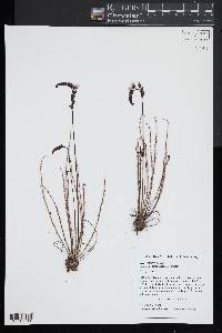 Drosera filiformis image