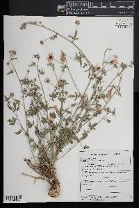 Althaea cannabina image