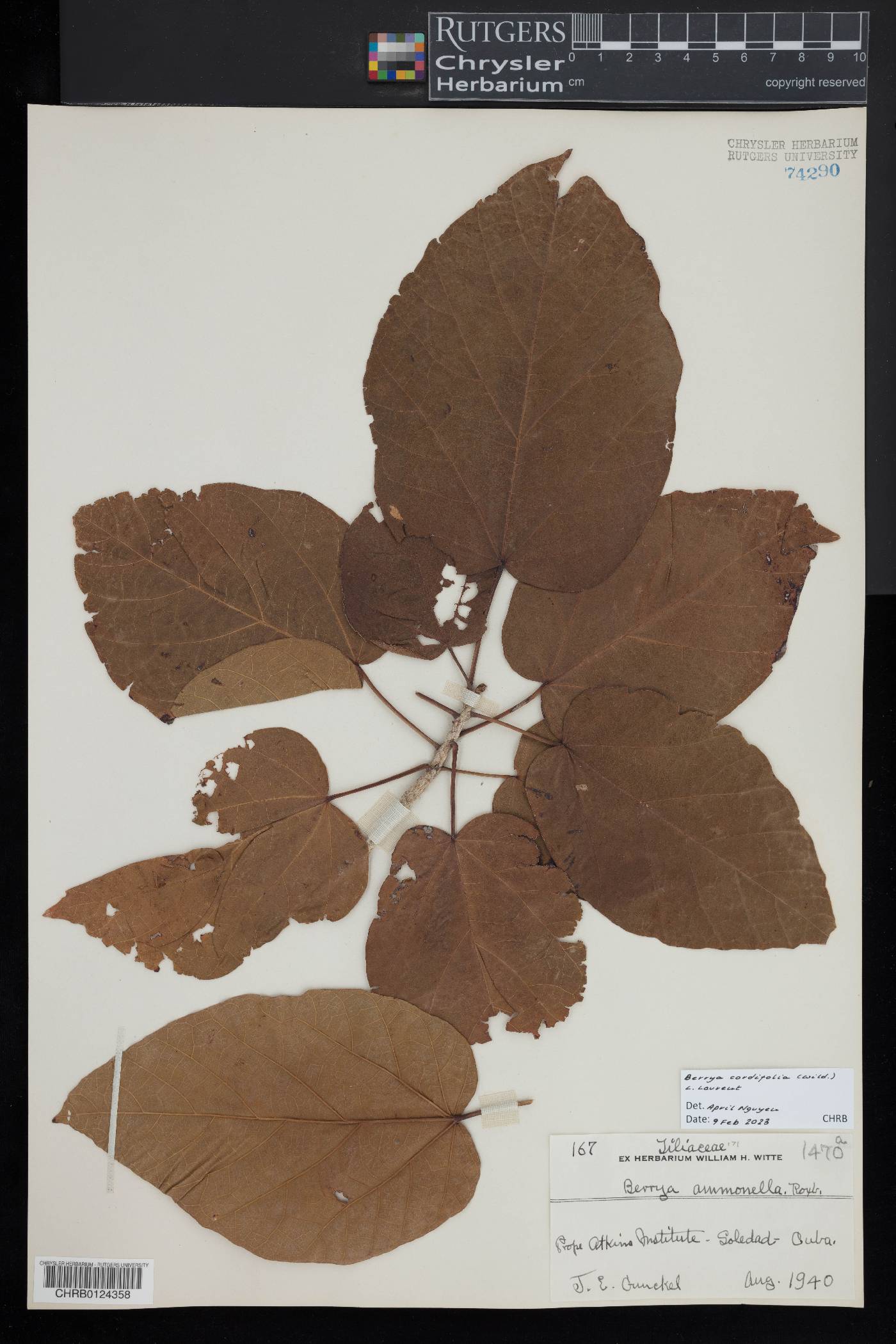 Berrya cordifolia image