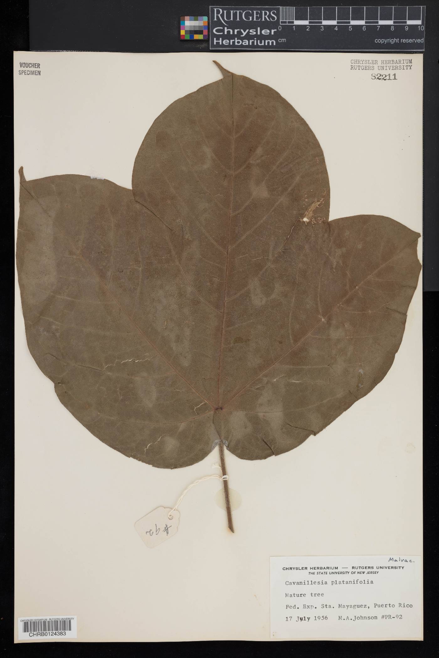 Cavanillesia platanifolia image