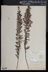 Crocanthemum bicknellii image