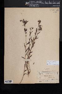 Crocanthemum canadense image