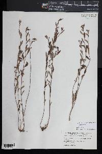 Crocanthemum canadense image