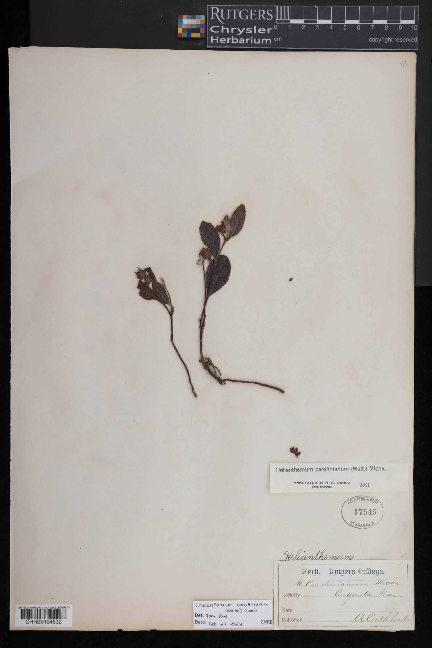 Crocanthemum carolinianum image