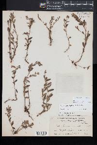 Crocanthemum dumosum image