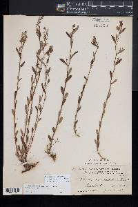 Crocanthemum dumosum image