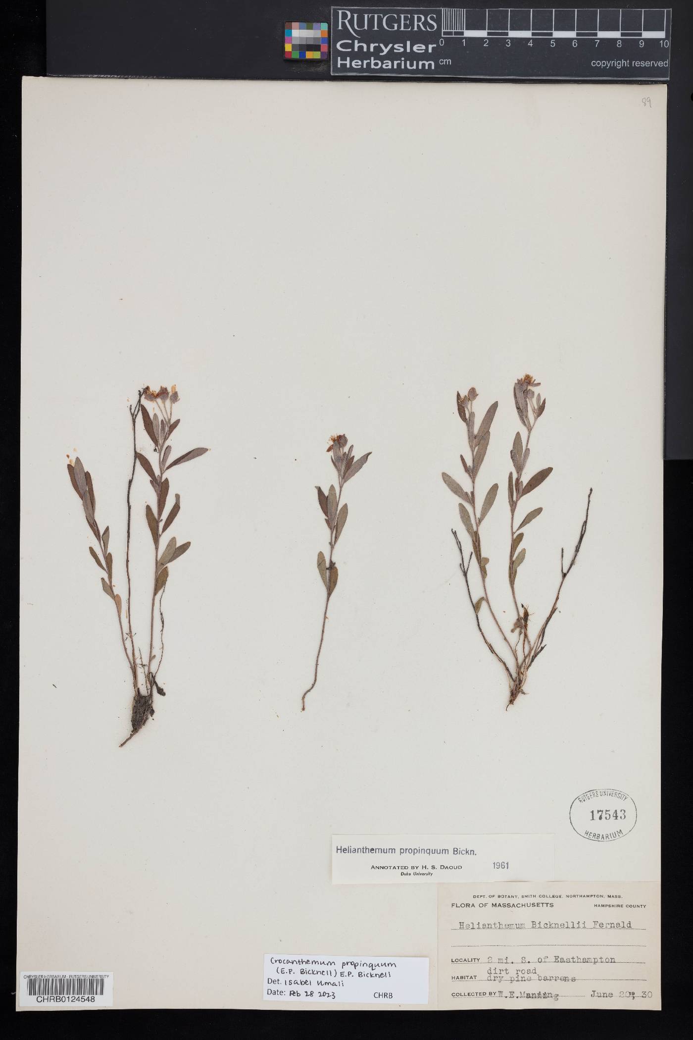 Crocanthemum propinquum image