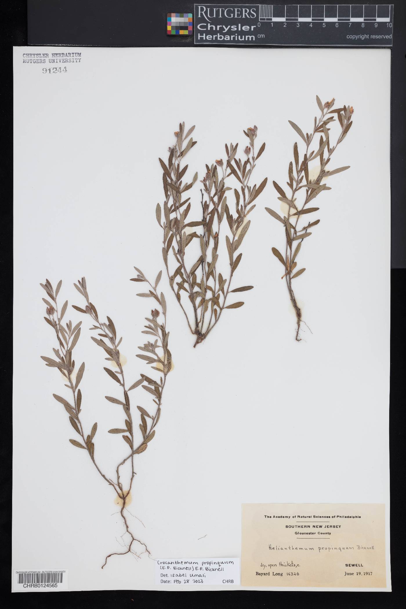 Crocanthemum propinquum image