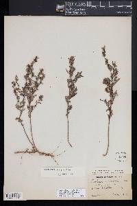 Crocanthemum propinquum image