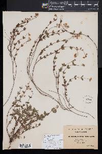 Helianthemum origanifolium image