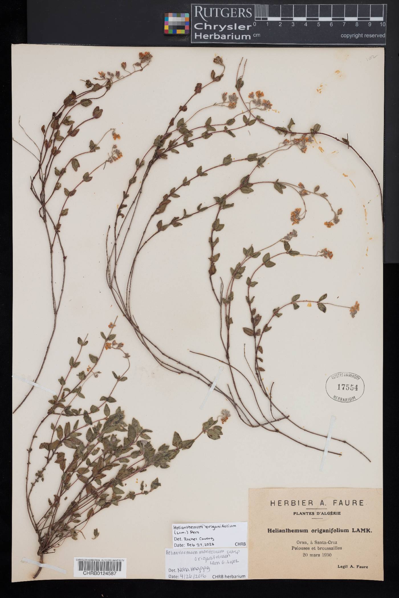 Helianthemum origanifolium image