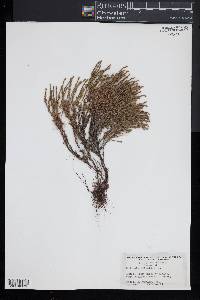 Hudsonia ericoides image