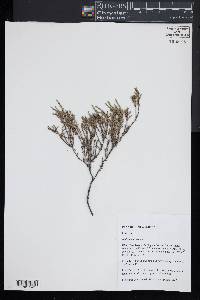 Hudsonia ericoides image