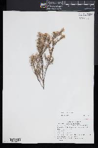 Hudsonia ericoides image