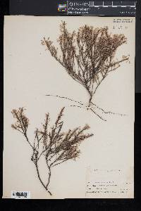 Hudsonia ericoides image