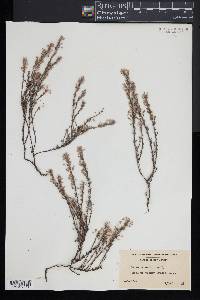 Hudsonia ericoides image