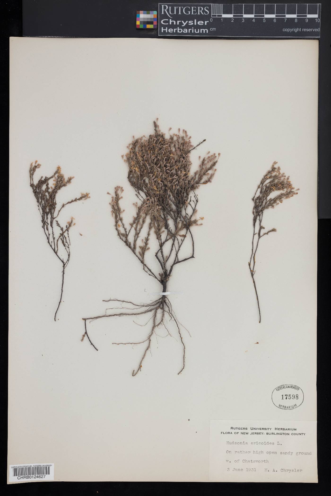 Hudsonia ericoides image