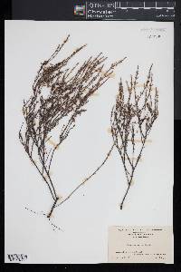 Hudsonia ericoides image