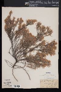 Hudsonia ericoides image