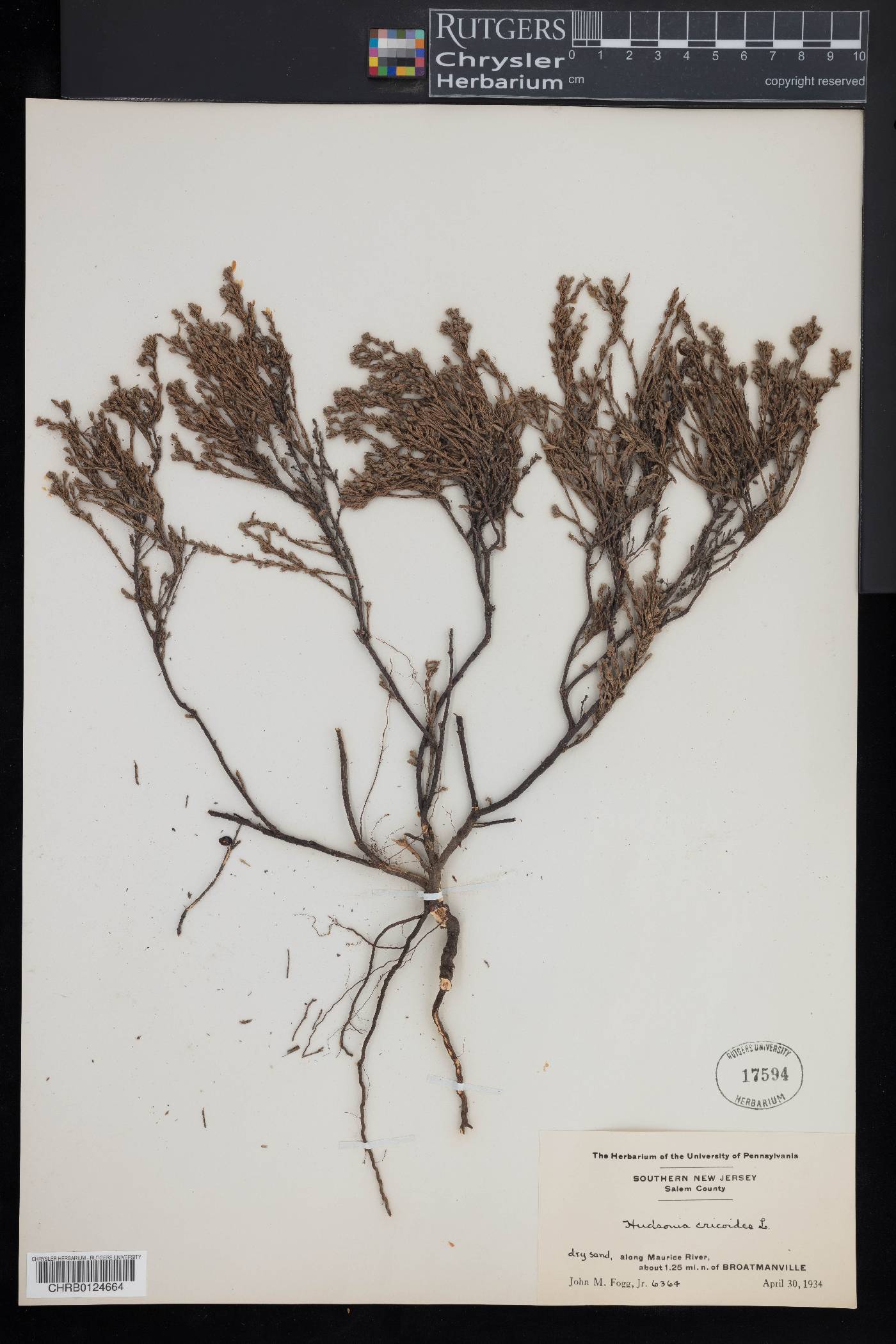 Hudsonia ericoides image