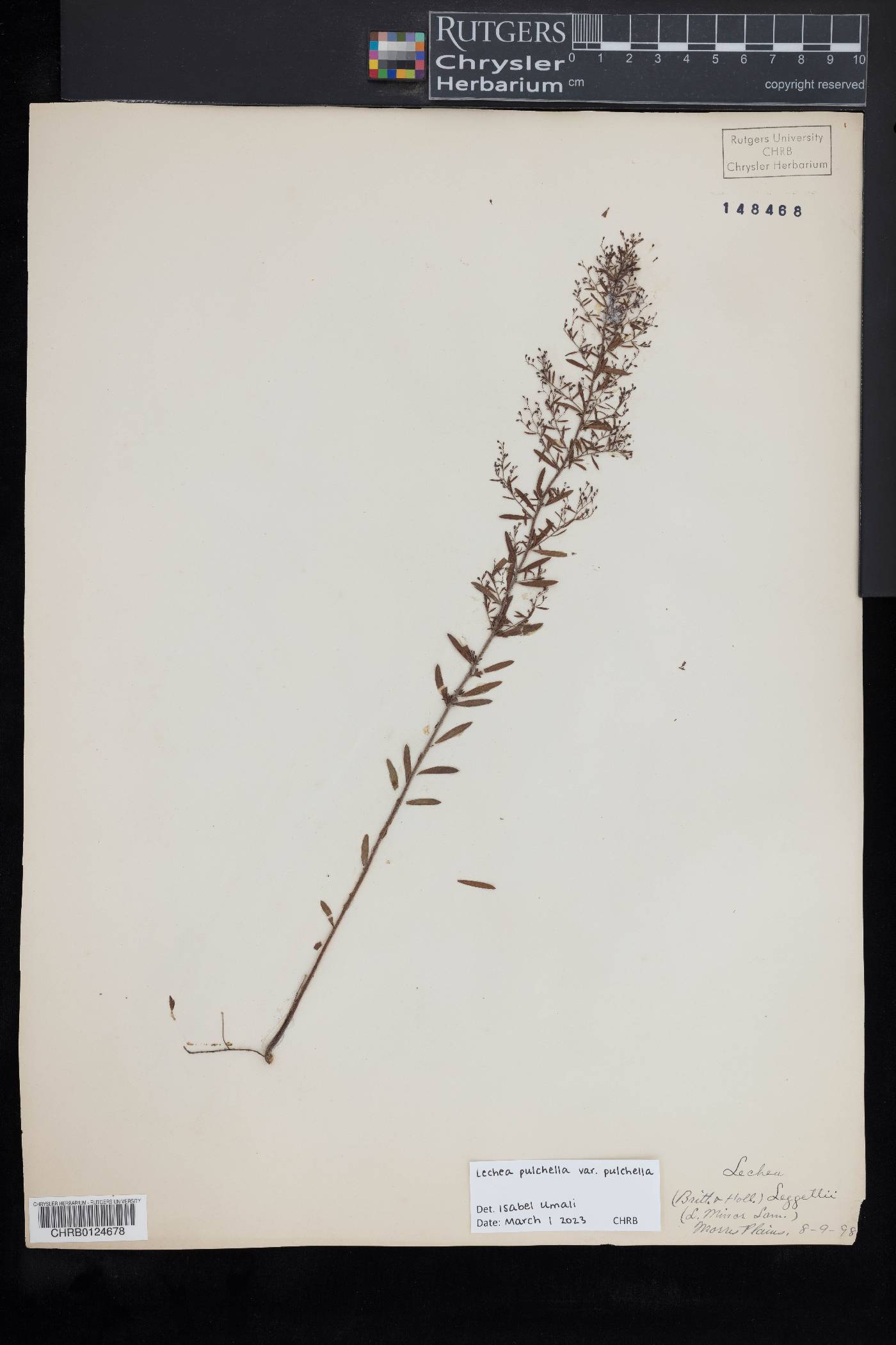 Lechea pulchella var. pulchella image