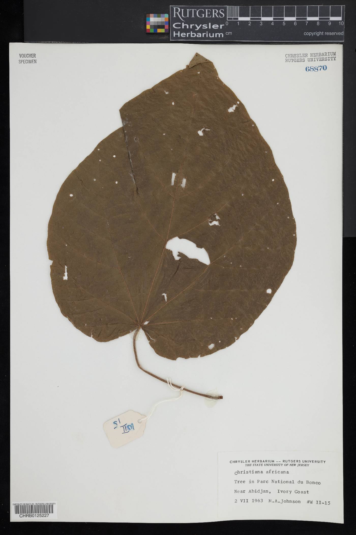 Christiana africana image