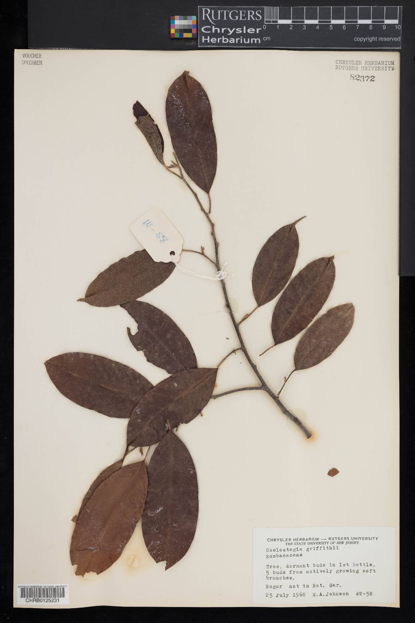 Coelostegia griffithii image