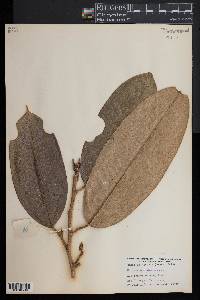 Durio kutejensis image