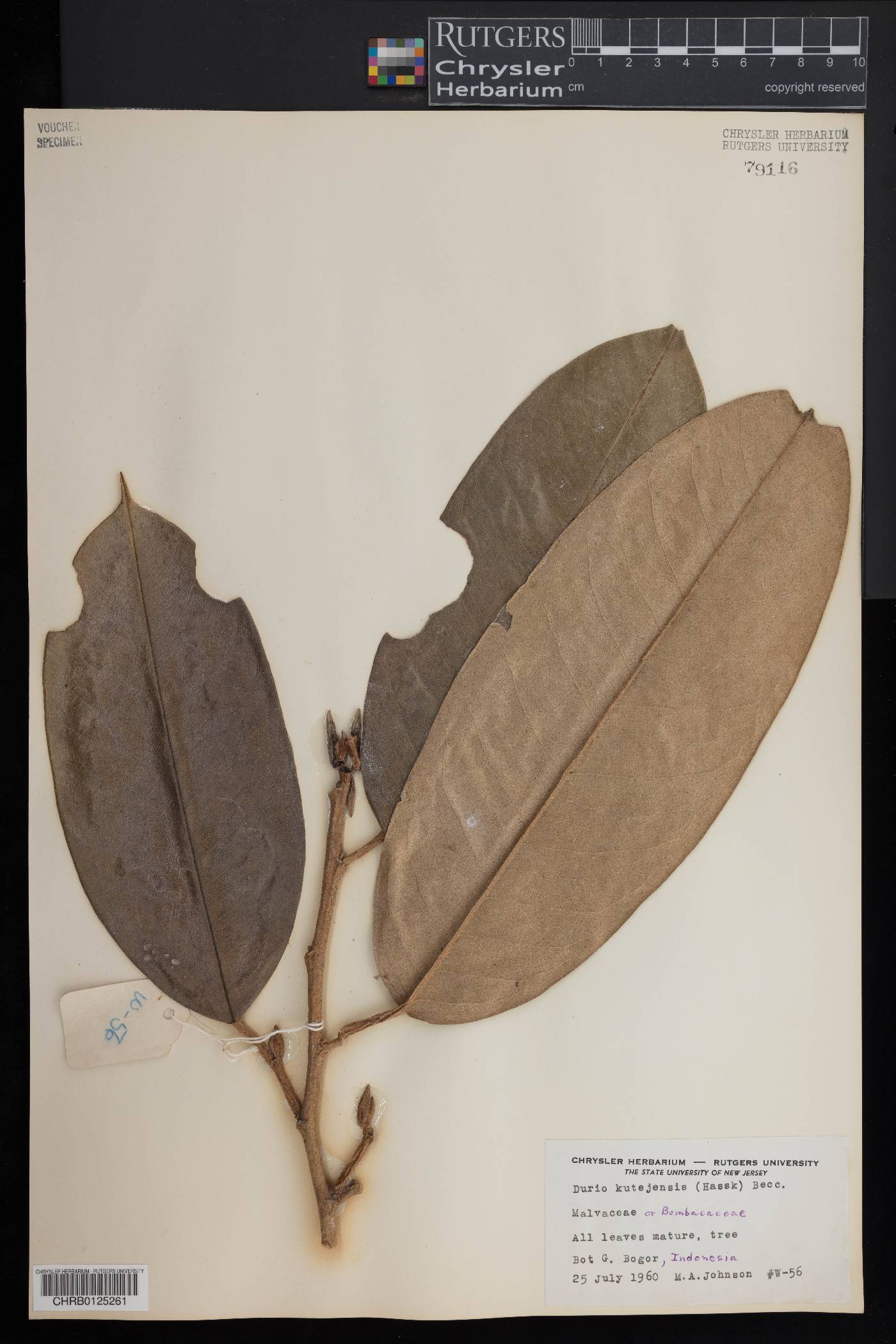 Durio kutejensis image
