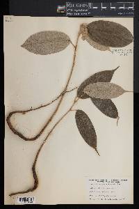 Durio kutejensis image
