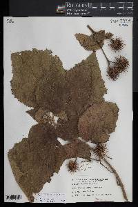 Entelea arborescens image