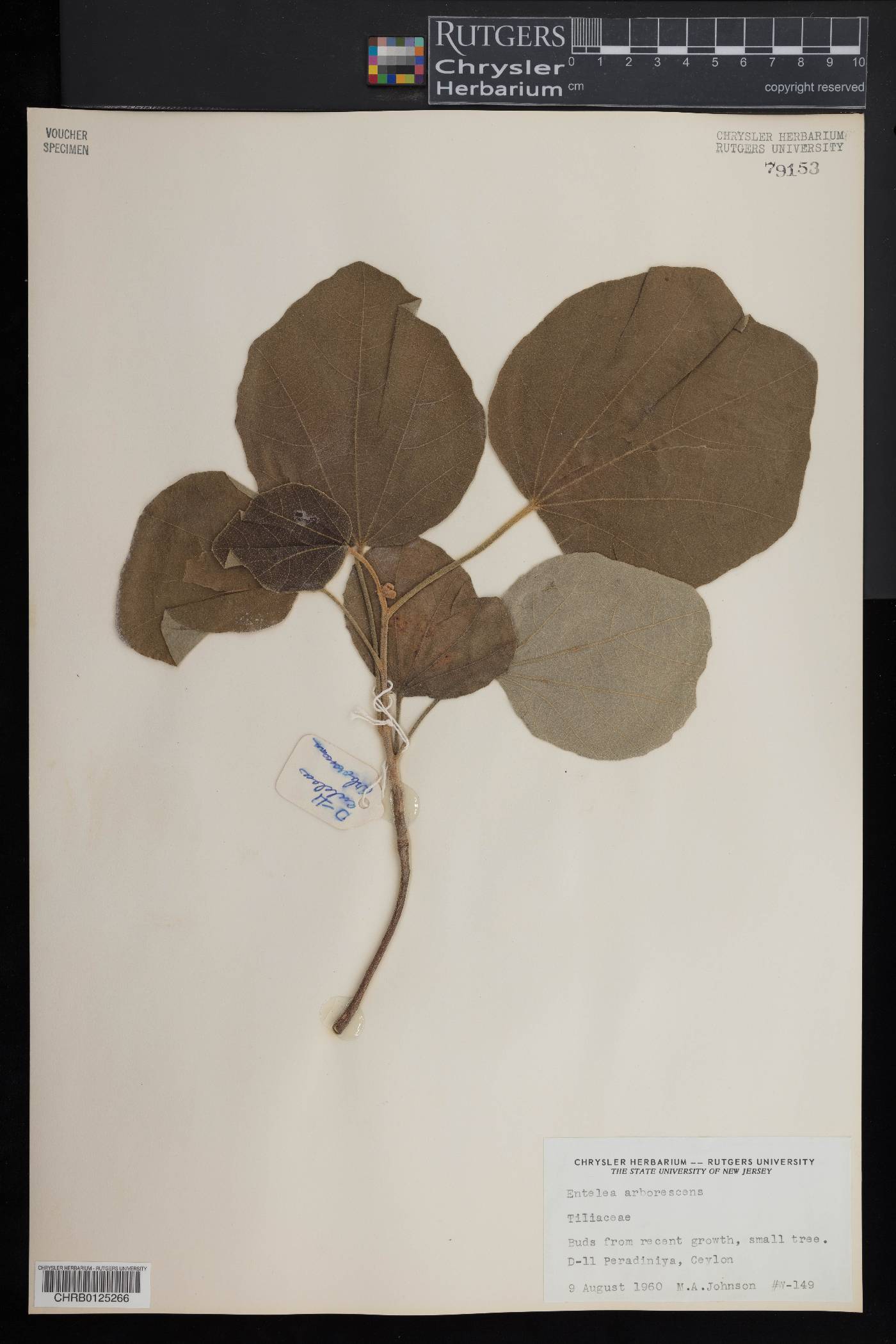 Entelea arborescens image