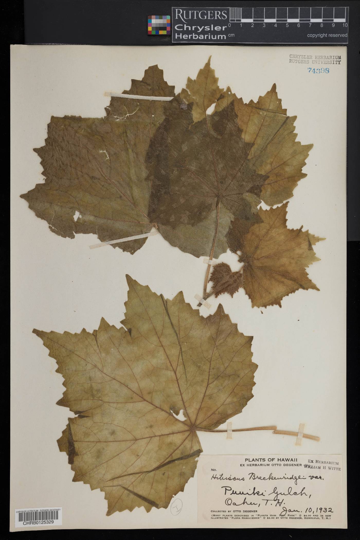 Hibiscus brackenridgei subsp. mokuleianus image