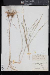 Muhlenbergia frondosa image